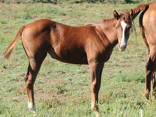 Pauley Performance Horses for Sale